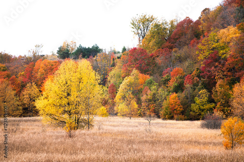 A yellow tree in a field surrounded by a hill of colorful trees during autumn in Northern Michigan