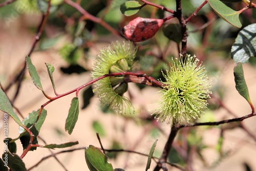 Flowering Round-leaved Moort tree (Eucalyptus platypus) in Australian native garden photo