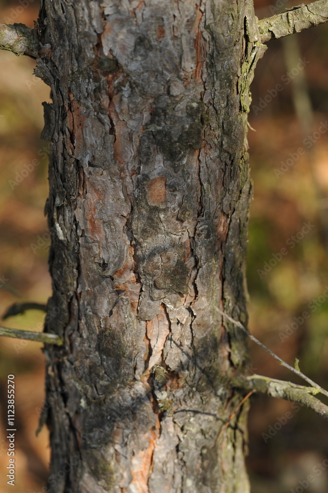 Obraz premium Pine bark texture in the forest
