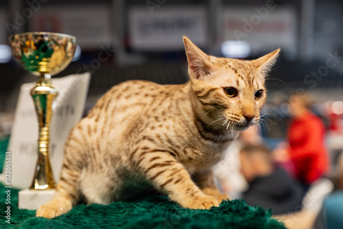 Canvas Print Ocicat, cat show
