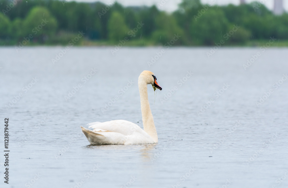 Obraz premium Graceful white Swan swimming in the lake, swans in the wild. Portrait of a white swan swimming on a lake.