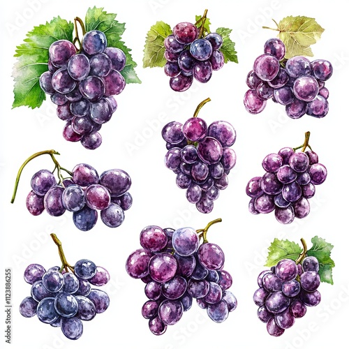 Watercolor Illustration of Multiple Bunches of Purple Grapes