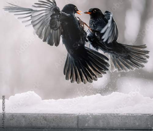 Rivalisierende Amseln