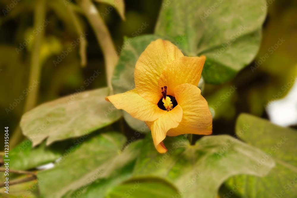 Fototapeta premium Hibiscus, beautiful yellow flower in a garden close up, green color background formed by the leaves