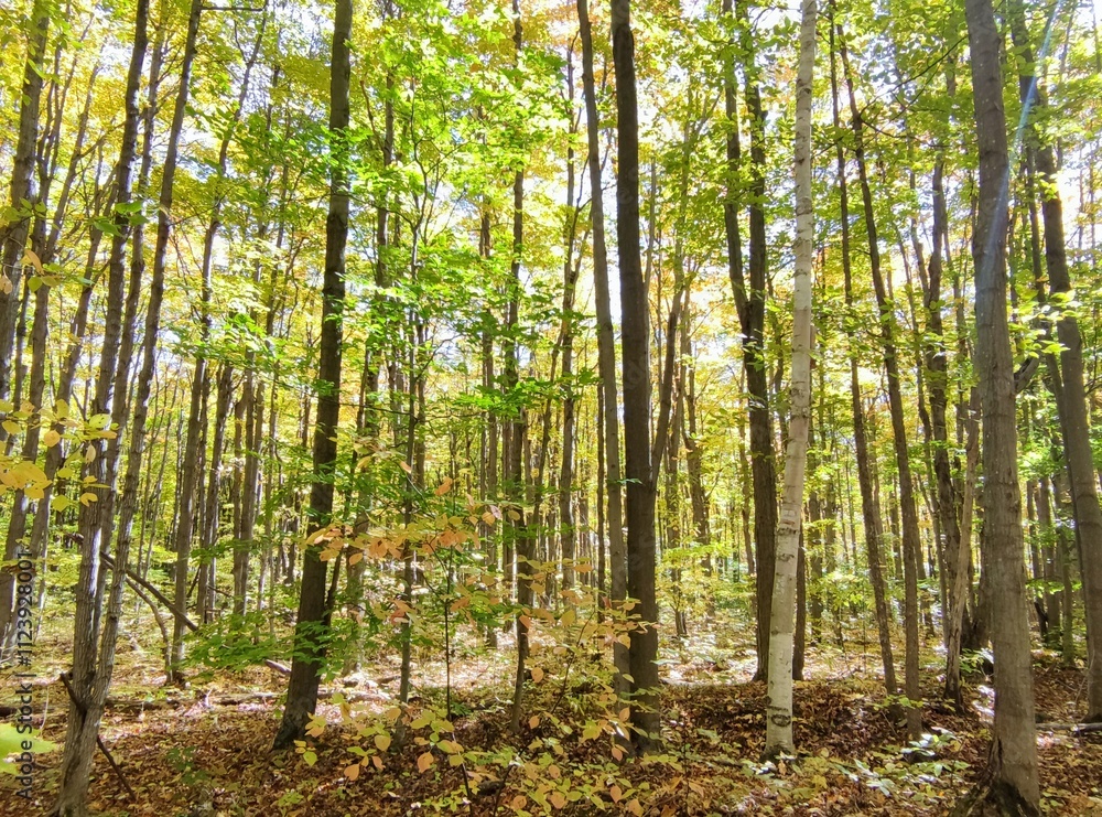 Obraz premium forest