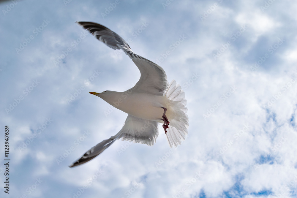 Obraz premium seagull in flight