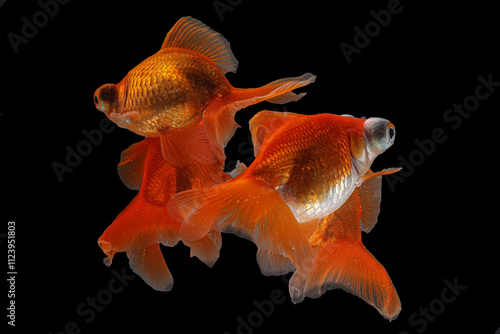 Goldfish in freshwater aquarium black background swimming moving group school