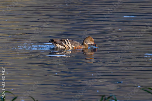 early morning shot of a plumed whistling-duck swimming and feeding at hasties swamp in nth qld, australia photo