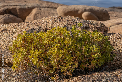 Ericameria cuneata is a species of flowering shrub in the family Asteraceae, cliff goldenbush. Skull Rock Nature Trail，Joshua Tree National Park, California. mojave desert photo