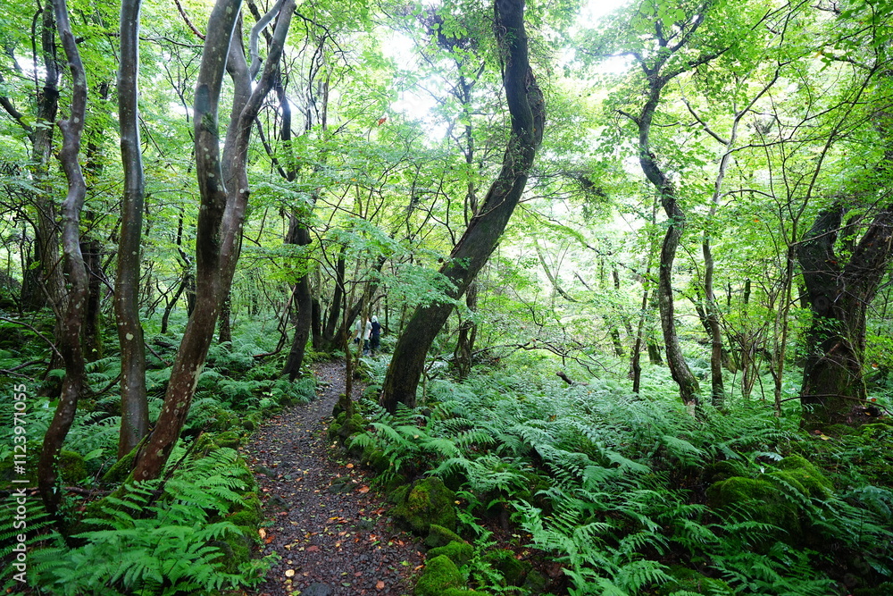 Fototapeta premium wild summer forest and old path