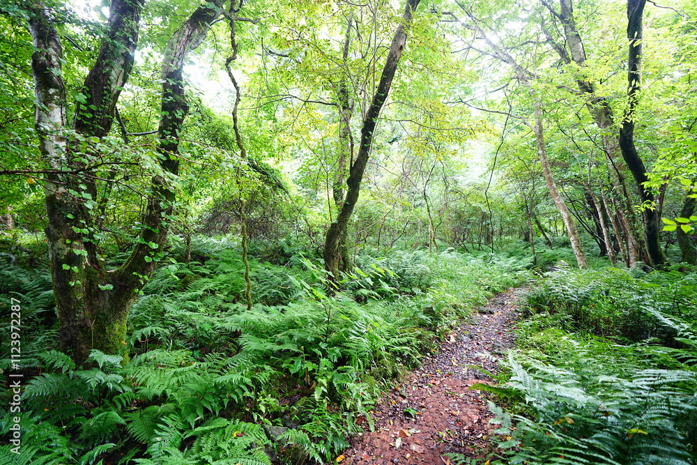 Fototapeta premium fine summer path through dense ferns