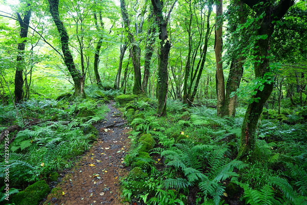 Fototapeta premium old summer path through mossy rocks and old trees