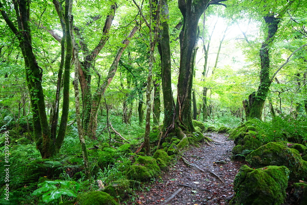 Fototapeta premium old summer path through mossy rocks and old trees