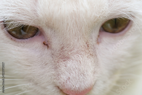 Closeup shot of nose and eyes of a white cat. Bokeh shot of a feline face with beautiful yellow eyes with hairy details around the nose. Textured Effects. Animal face photography theme photo