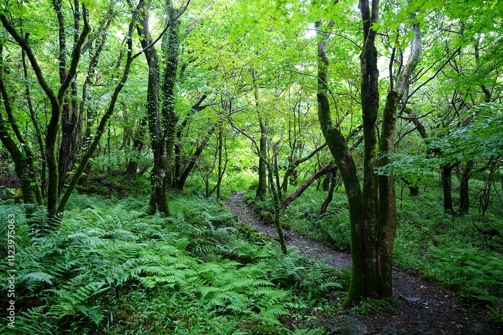 Obraz premium refreshing pathway through old summer forest