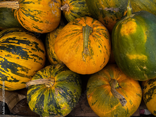 Colorful pumpkins collection on the market close up