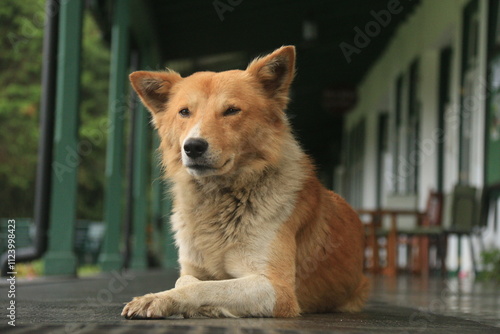 portrait of a dog