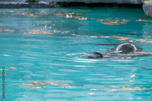 Wallpaper Mural Lobo marino nadando en agua azul clara, salpicando mientras respira en la superficie. Un momento de vida marina. Torontodigital.ca