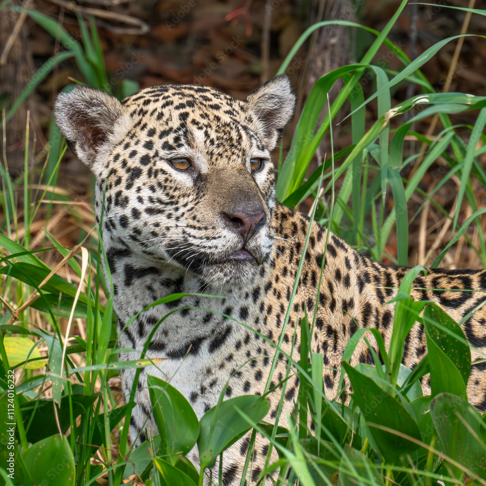 Fototapeta premium Jaguar hunting for prey- square portrait