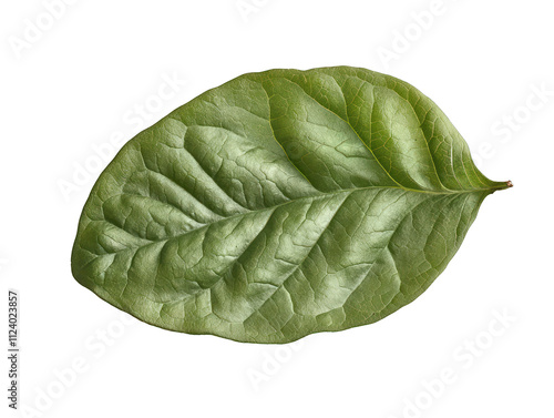 Potato leaf, robust and wide in dark green, perfect for culinary themes and botanical studies. photo