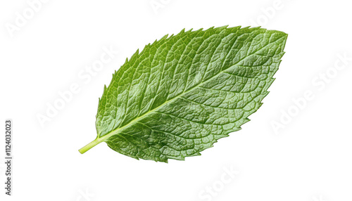 Culinary themed vector of a vibrant serrated peppermint leaf in fresh green. photo