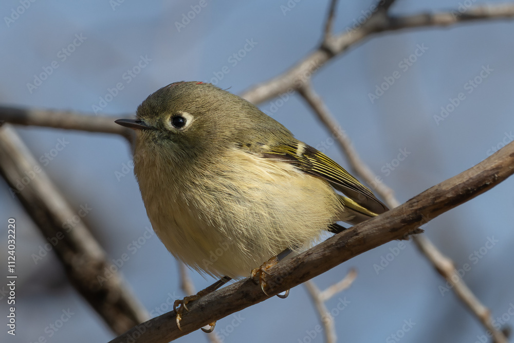 Fototapeta premium Ruby-Crowned Kinglet