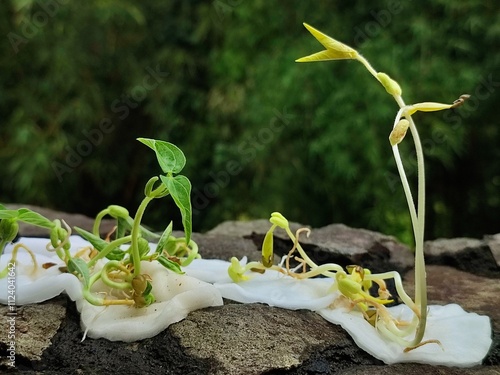 Growing green bean experiment in different conditions. A short, fresh and green leaves on sprouts growth in light space. Meanwhile, tall and pale leaves on sprouts growth in the dark place. 