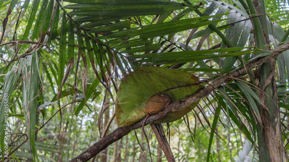 A tiny tarsier Tarsius syrichta lurked under a large green leaf on a ...