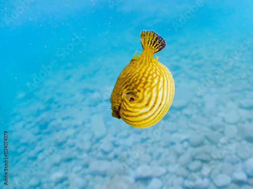 水面を漂う
可愛いサザナミフグ（フグ目）の幼魚。
英名学名：White-spotted puffer (Arothron hispidus)
静岡県伊豆半島賀茂郡南伊豆町中木ヒリゾ浜2024年
 photo