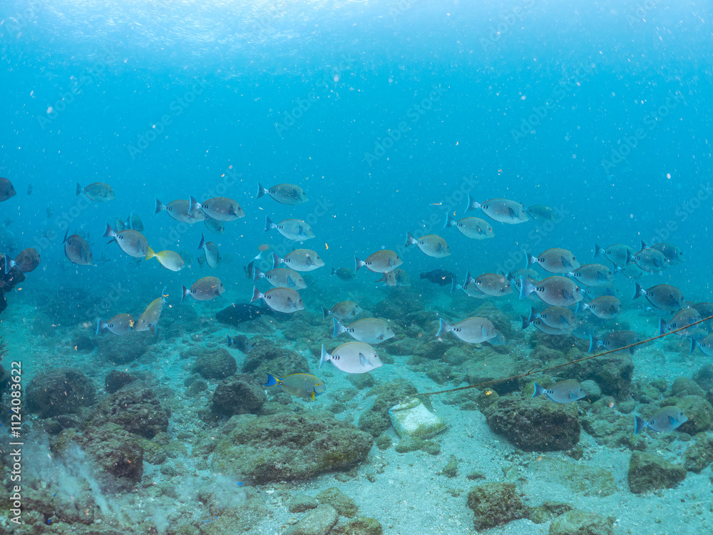 Obraz premium 美しいニセカンランハギ、ニザダイ（ニザダイ科）他の群れ。 英名学名：Pencil surgeonfish (Acanthurus dussumieri) Sawtail (Prionurus scalprum) 静岡県伊豆半島賀茂郡南伊豆町中木ヒリゾ浜2024年 