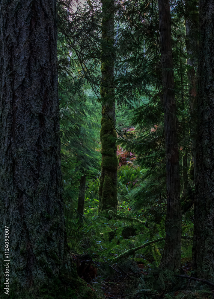 Fototapeta premium Sunbeams breaking through the dense Rainforest