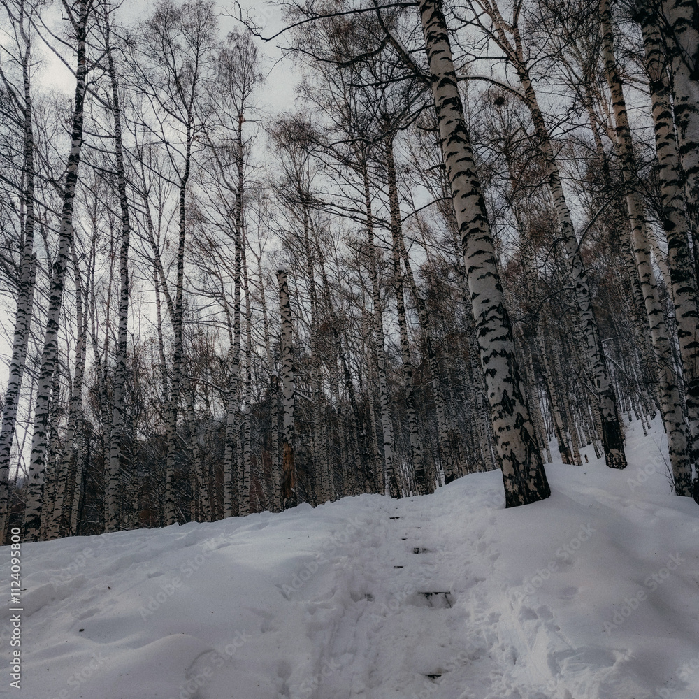 Fototapeta premium winter day in the snowy birch forest in the mountains