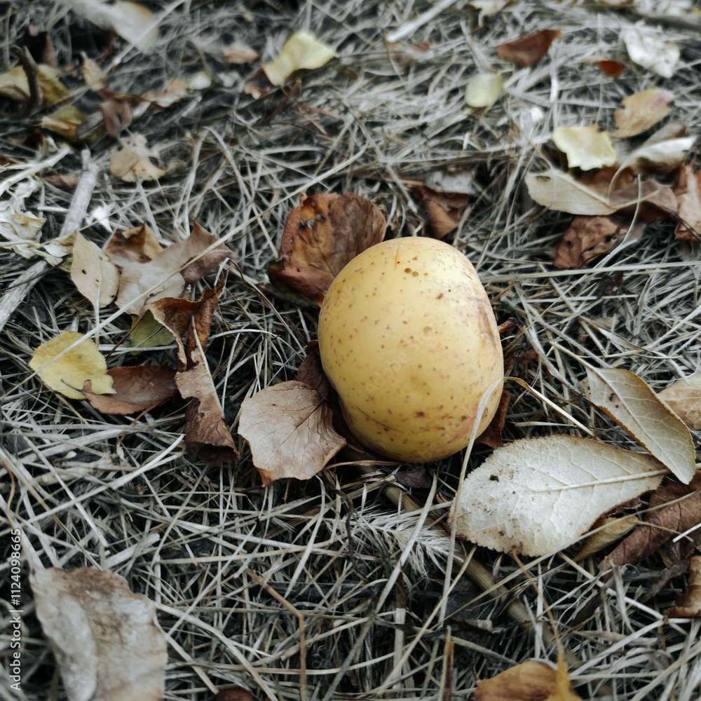 yellow apple on the dry autumn leaves and grass in the garden yellow apple on the dry autumn leaves and grass in the garden