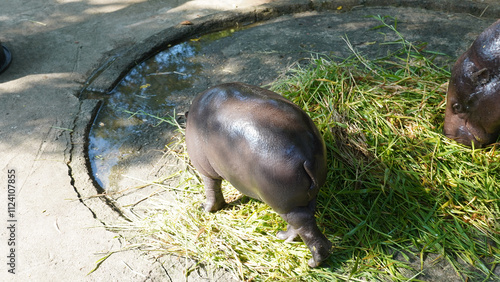 A female pygmy hippopotamus named 