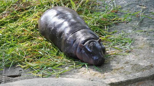 A female pygmy hippopotamus named 