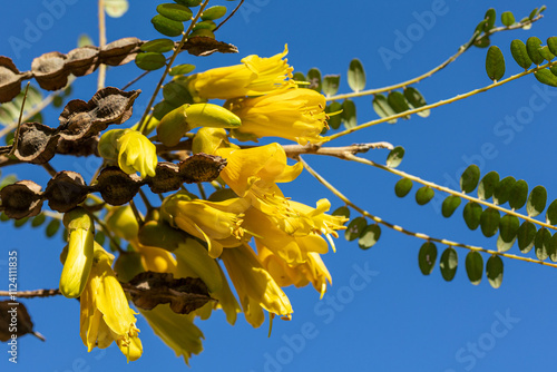 Kōwhai Tree in Bloom – Native New Zealand Flora