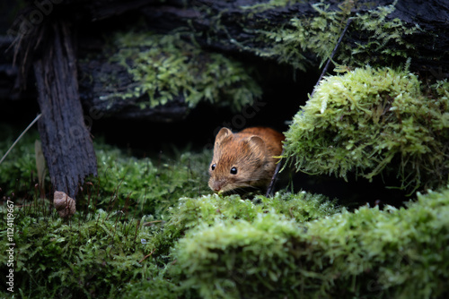 Bank Vole looking for food on the moss, Myodes glareolus