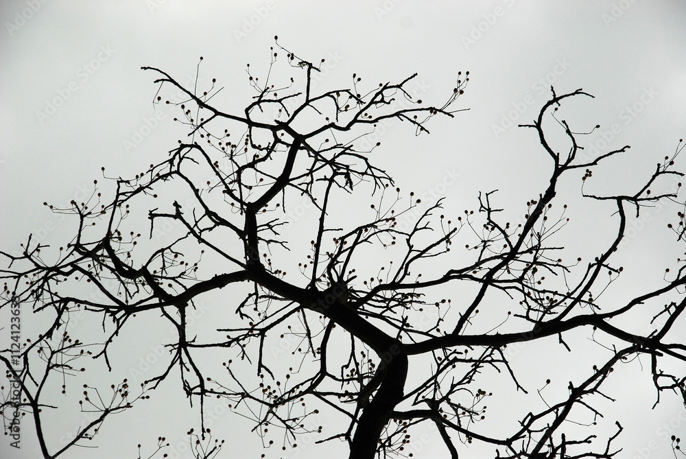 Obraz premium tree branches in the sky