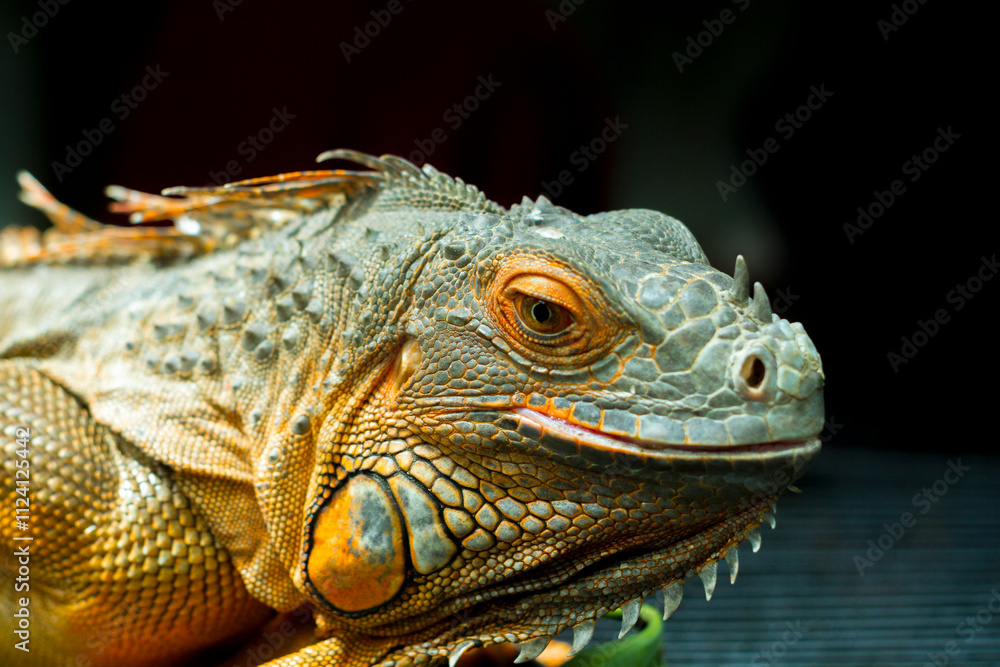 Green Iguana, iguana iguana, Adult Male standing on Branch
Green Iguana, iguana iguana, Adult Male standing on Branch