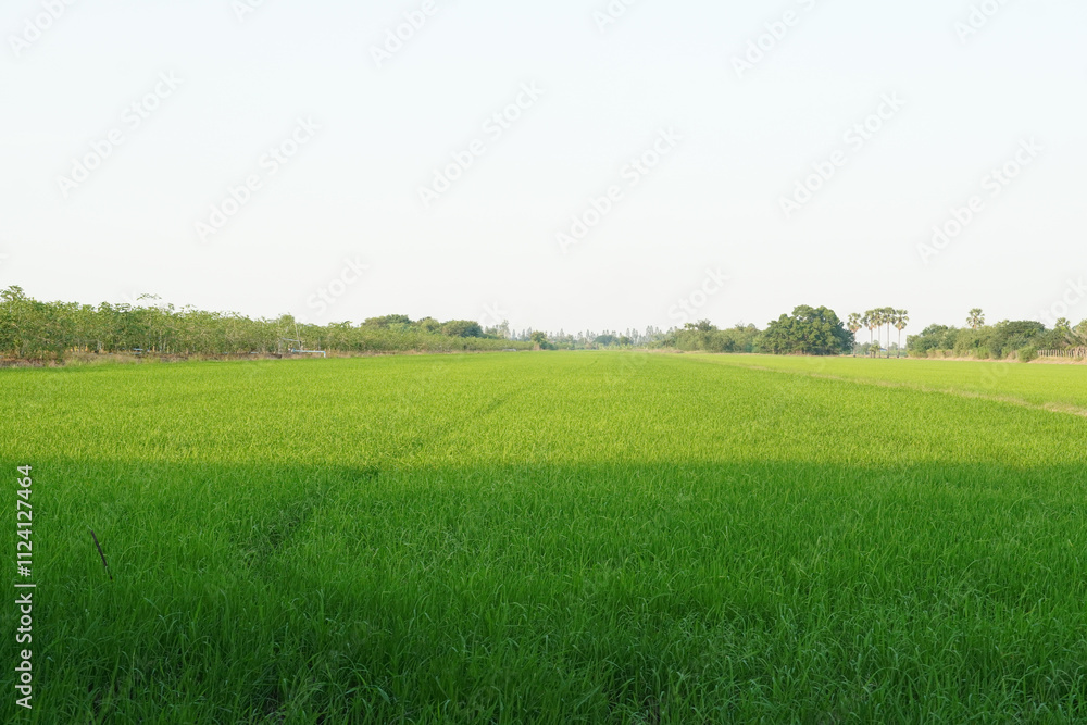 The path between rice plants before harvest during the day The path between rice plants before harvest during the day