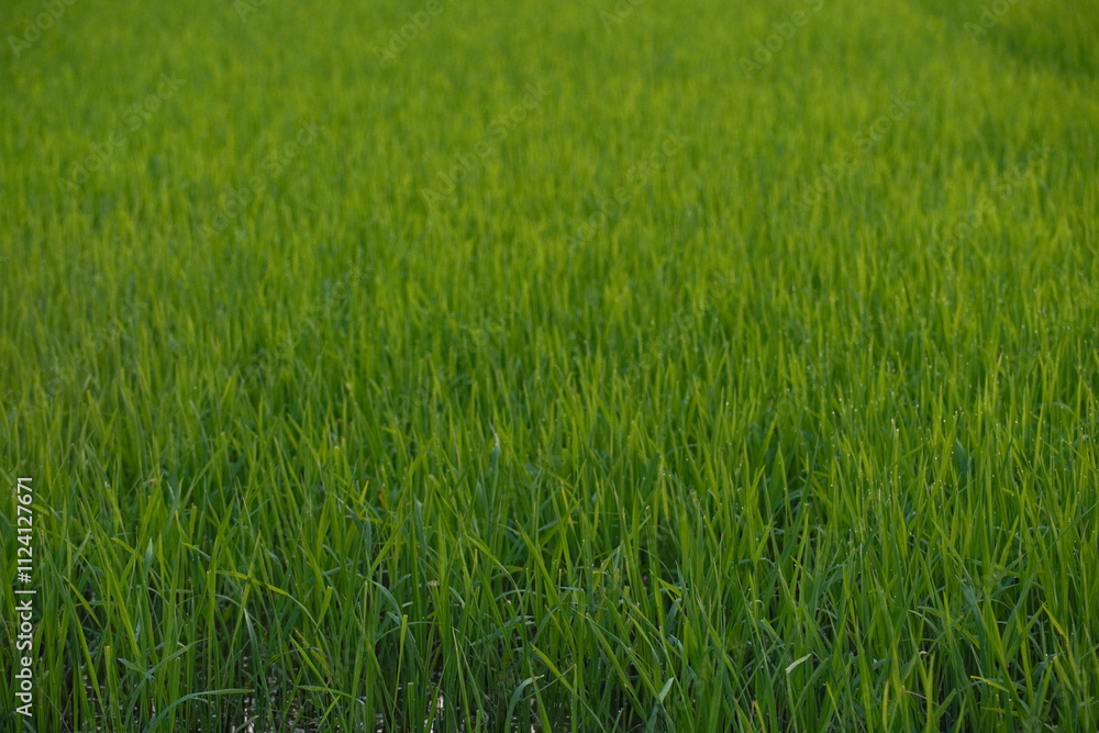 The path between rice plants before harvest during the day The path between rice plants before harvest during the day