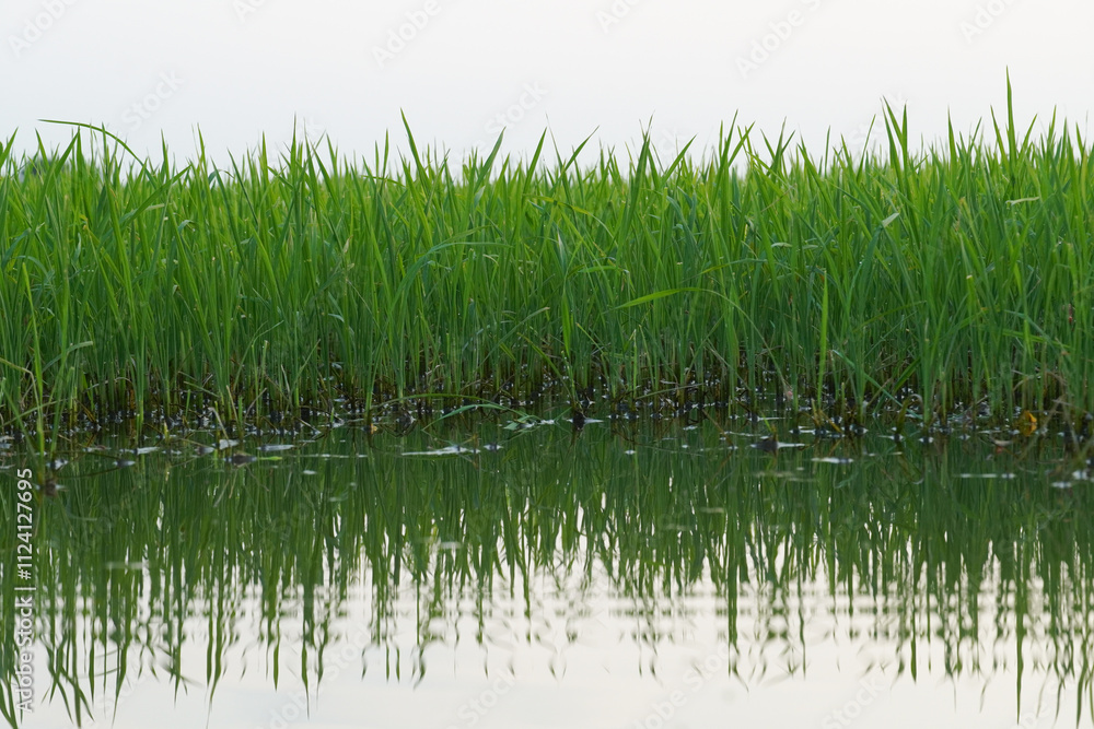 The path between rice plants before harvest during the day The path between rice plants before harvest during the day