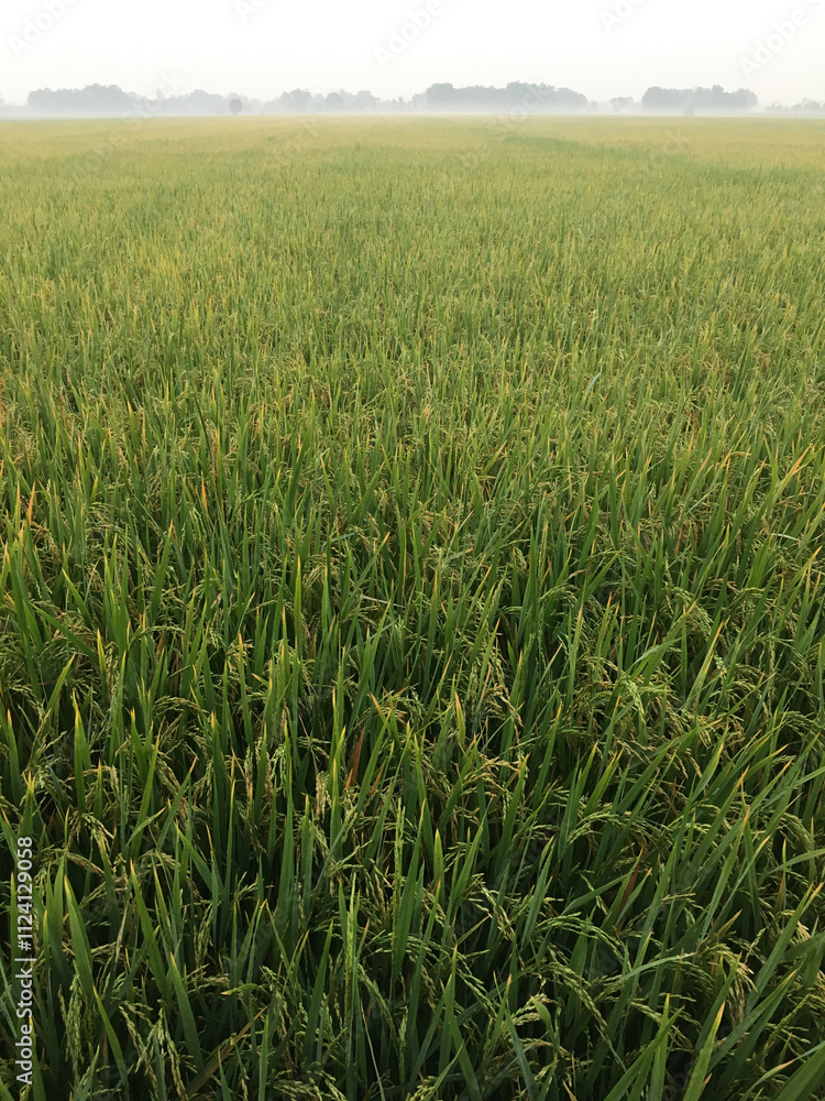 The path between rice plants before harvest during the day The path between rice plants before harvest during the day