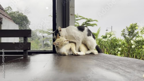 Mating domestic cats. The natural behavior of the animals. 4k footage