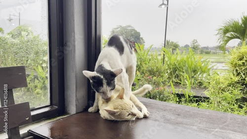 Mating domestic cats. The natural behavior of the animals. 4k footage