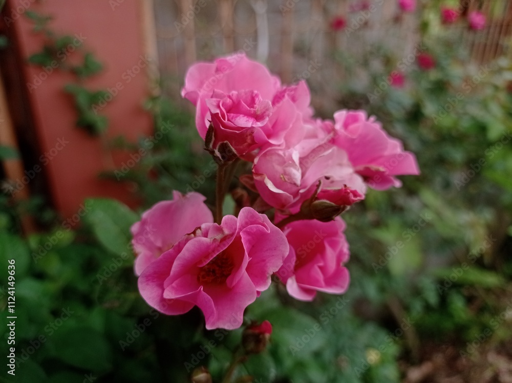 rainbow knock out rose in the garden rainbow knock out rose in the garden