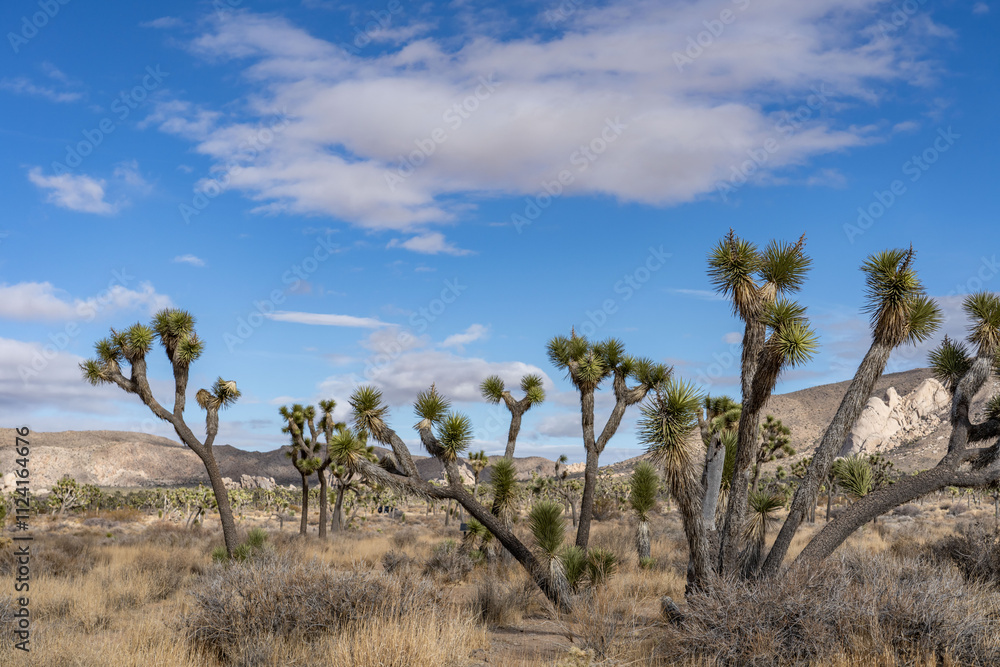 Yucca brevifolia (Joshua tree, yucca palm, tree yucca, and palm tree yucca),Cap Rock Nature Trail, Joshua Tree National Park, California. Weathered Granitic Rocks. White Tank Quartz Monzonite. Yucca brevifolia (Joshua tree, yucca palm, tree yucca, and palm tree yucca),Cap Rock Nature Trail, Joshua Tree National Park, California. Weathered Granitic Rocks. White Tank Quartz Monzonite.