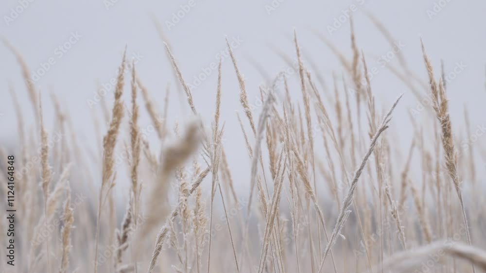 The winter background is dry frozen grass in the morning hoarfrost in cloudy weather. Winter silence. Selective focus. Camera panning The winter background is dry frozen grass in the morning hoarfrost in cloudy weather. Winter silence. Selective focus. Camera panning