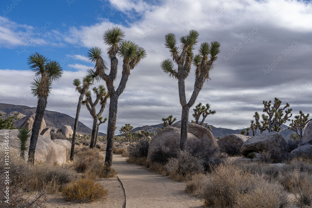 Yucca brevifolia (Joshua tree, yucca palm, tree yucca, and palm tree yucca),Cap Rock Nature Trail, Joshua Tree National Park, California. Weathered Granitic Rocks. White Tank Quartz Monzonite. Yucca brevifolia (Joshua tree, yucca palm, tree yucca, and palm tree yucca),Cap Rock Nature Trail, Joshua Tree National Park, California. Weathered Granitic Rocks. White Tank Quartz Monzonite.