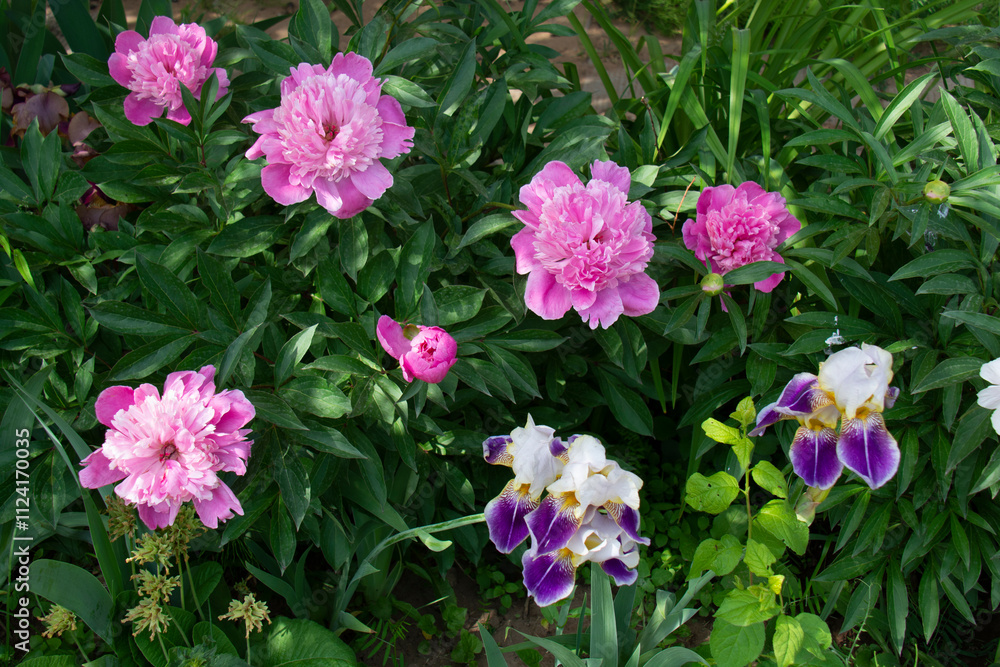 Beautiful pink peonies against a background of green leaves in the summer garden Beautiful pink peonies against a background of green leaves in the summer garden